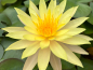 Preview: Seerose - Pinwaree